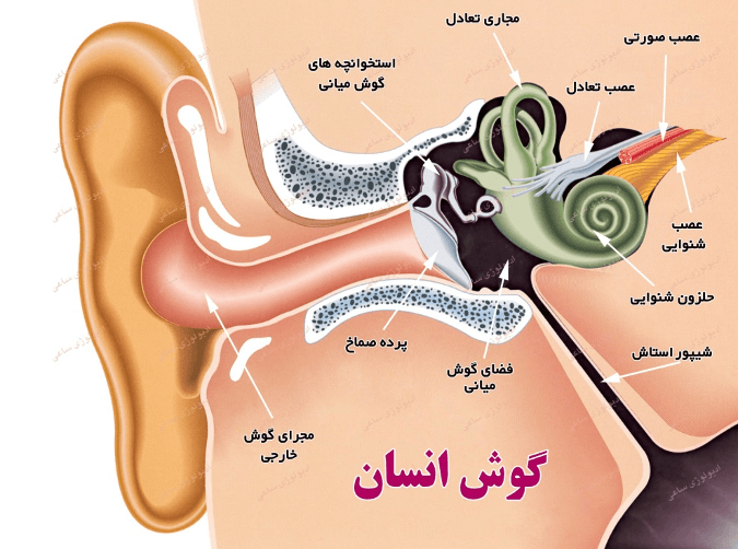 ساختار گوش انسان و عفونت گوش میانی